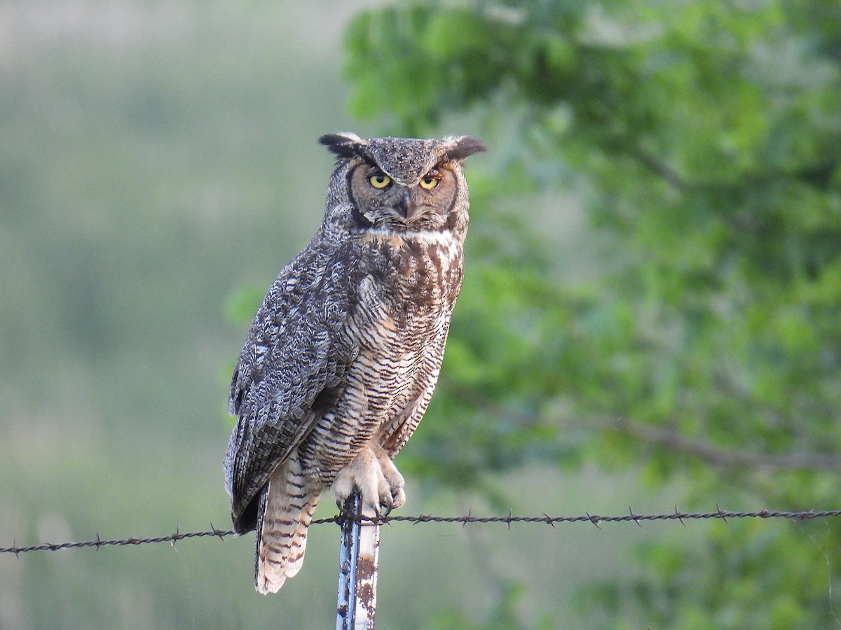 Great Horned Owl - ML619389604