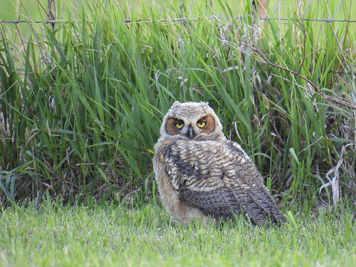 Great Horned Owl - ML619389605