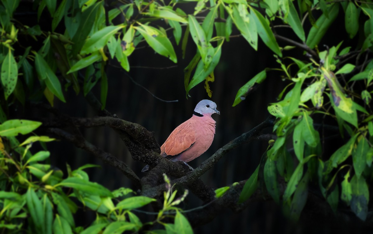 Red Collared-Dove - ML619389609