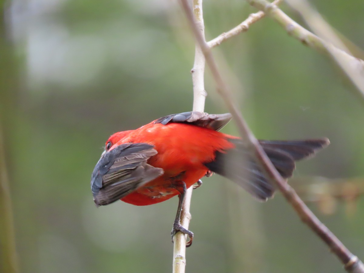 Scarlet Tanager - ML619389613