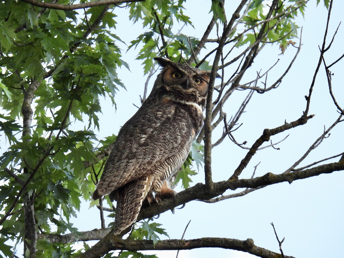 Great Horned Owl - ML619389615