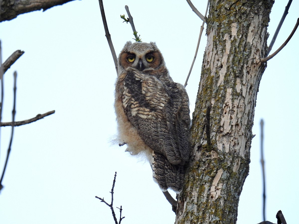 Great Horned Owl - ML619389621