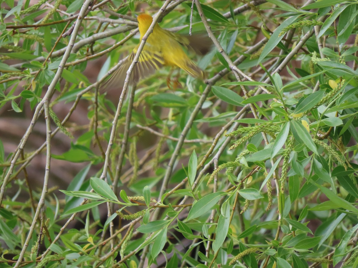 Yellow Warbler - ML619389625