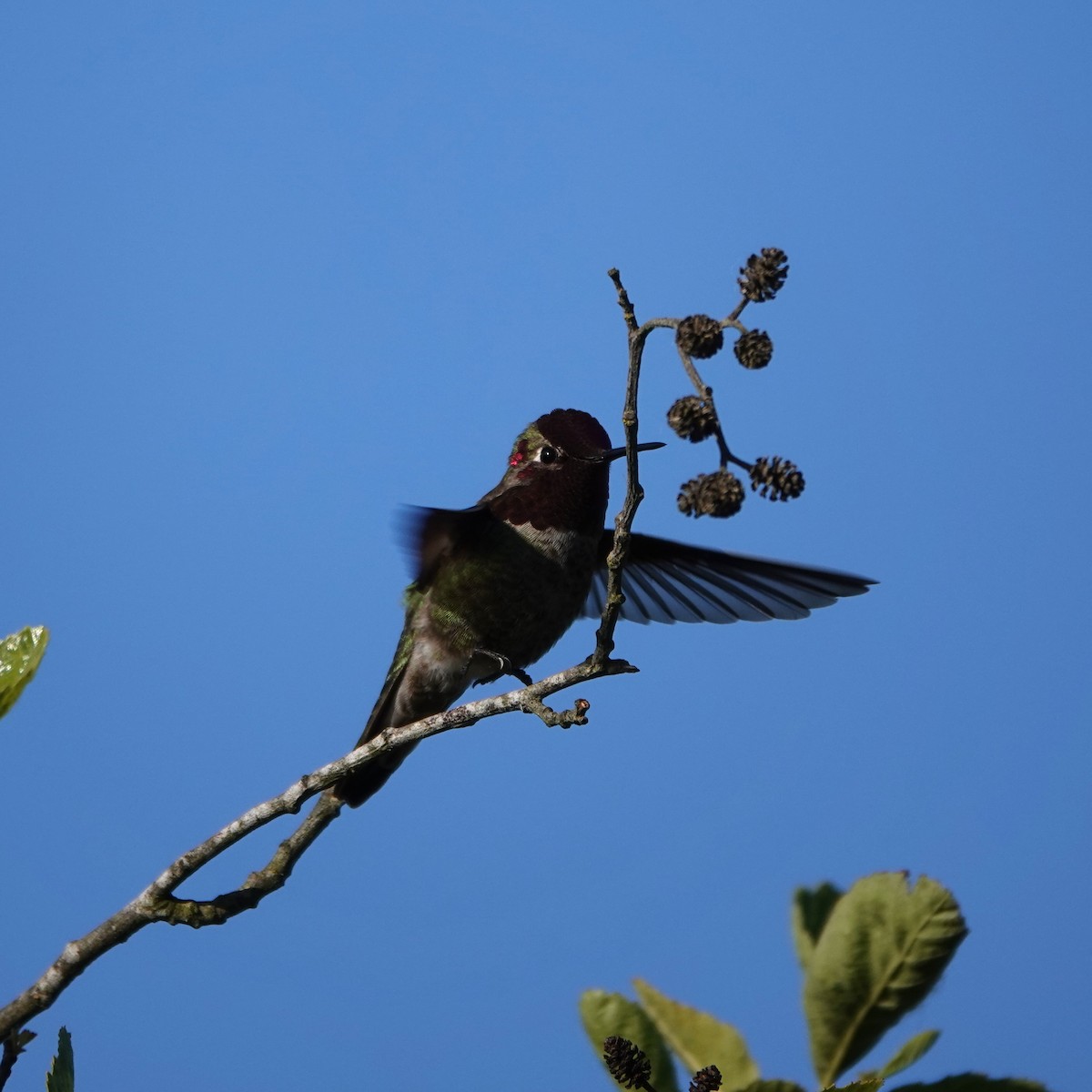 Anna's Hummingbird - ML619389634