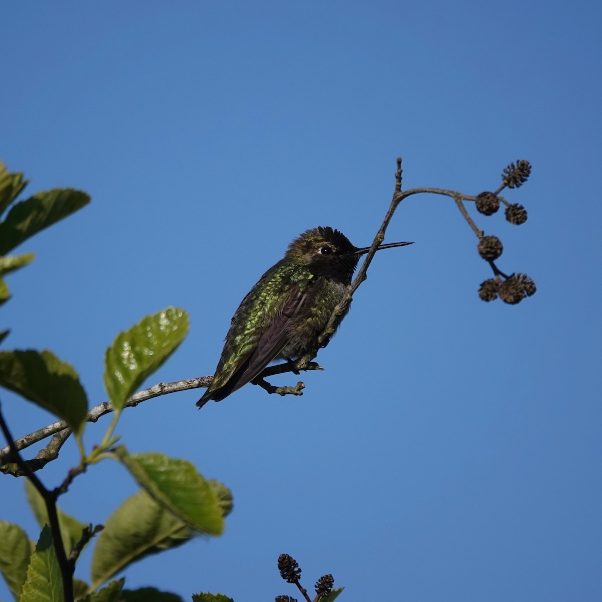 Anna's Hummingbird - ML619389635