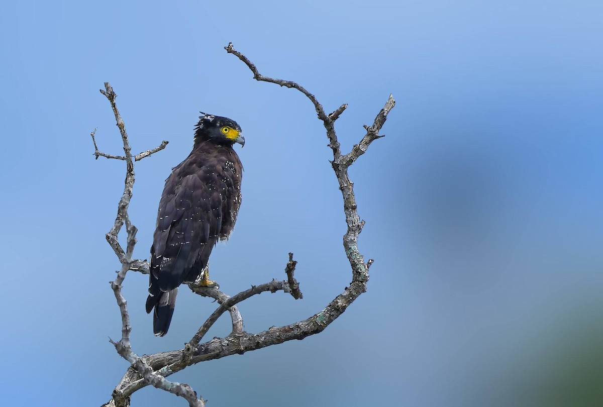 Crested Serpent-Eagle - ML619389657