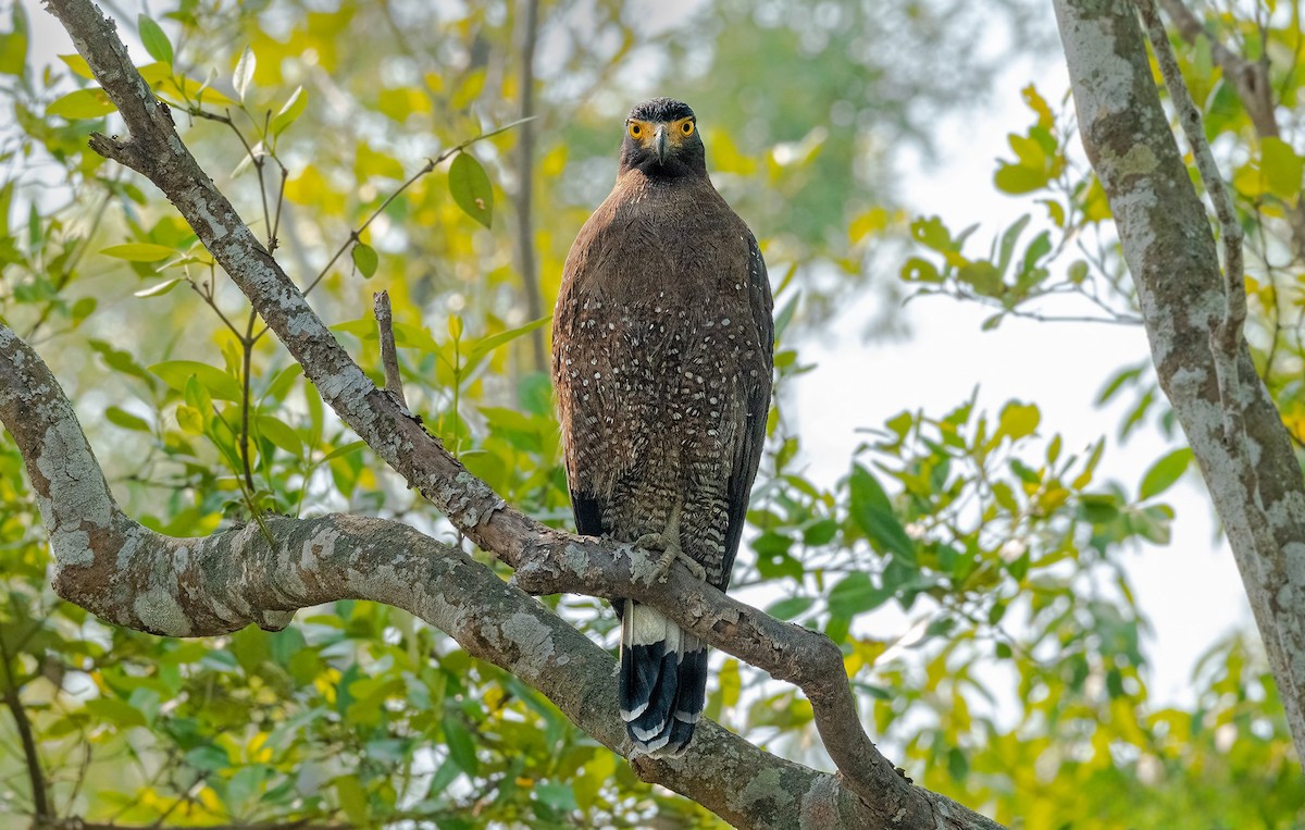 Crested Serpent-Eagle - ML619389658