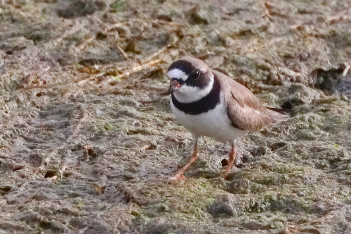 Semipalmated Plover - ML619389672
