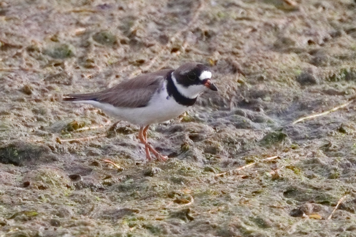 Semipalmated Plover - ML619389673