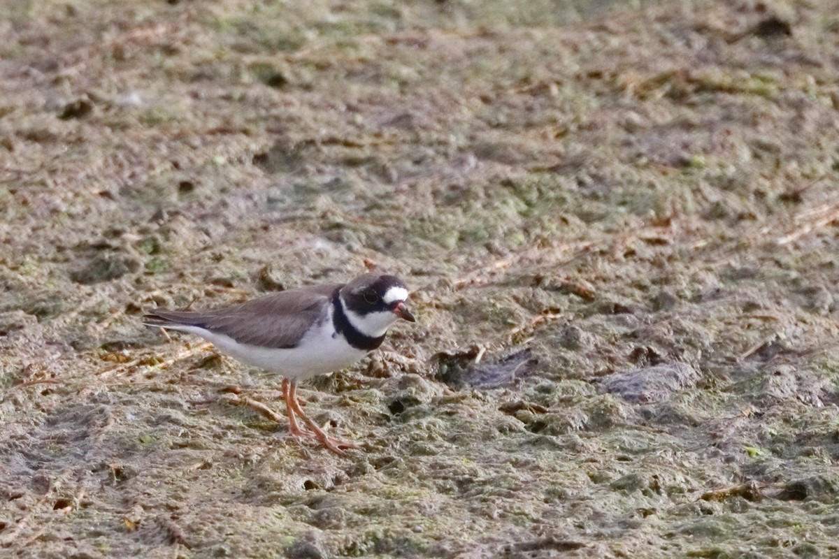 Semipalmated Plover - ML619389674