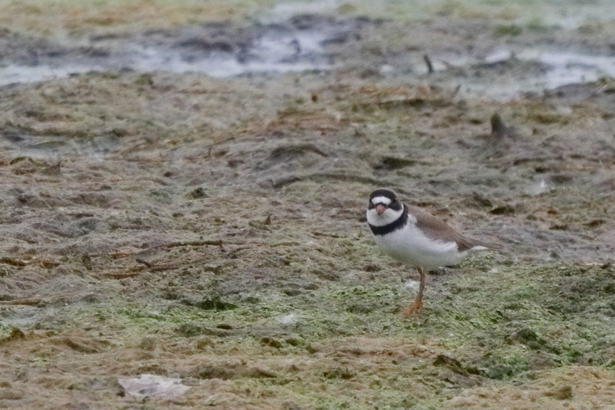 Semipalmated Plover - ML619389675
