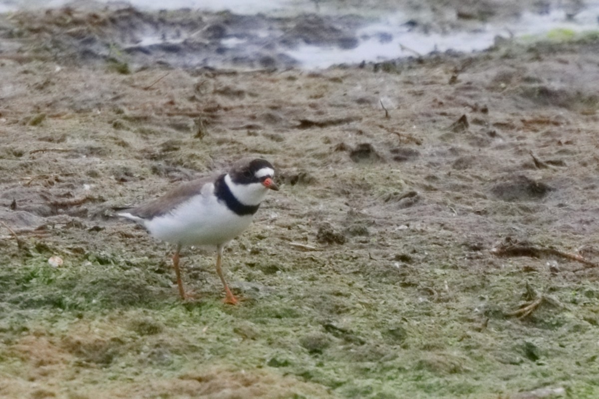 Semipalmated Plover - ML619389676