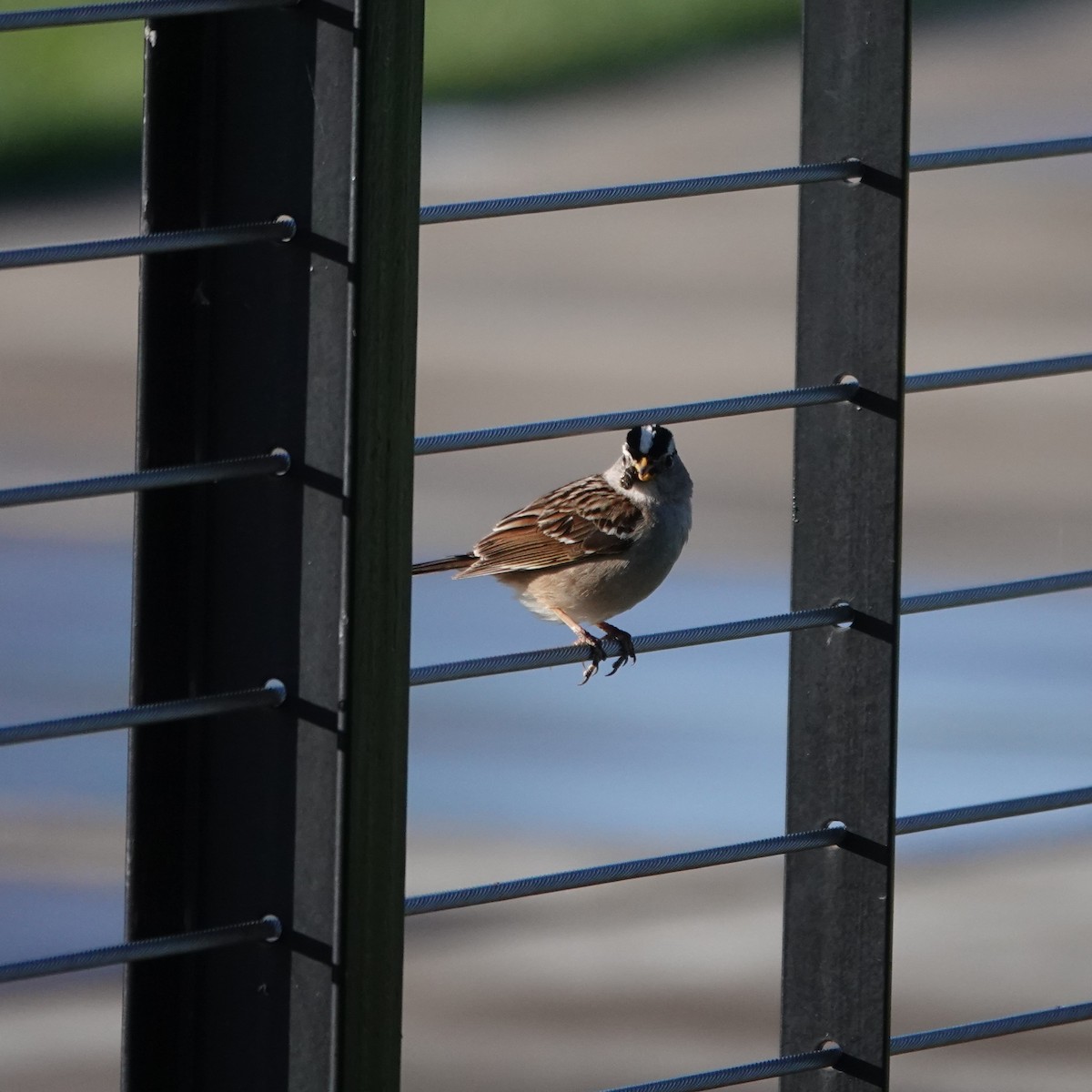 White-crowned Sparrow - ML619389678
