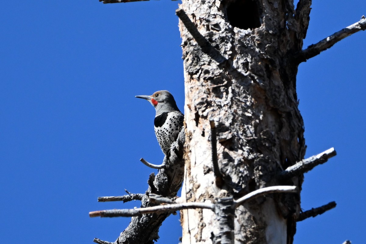 Northern Flicker (Red-shafted) - ML619389679