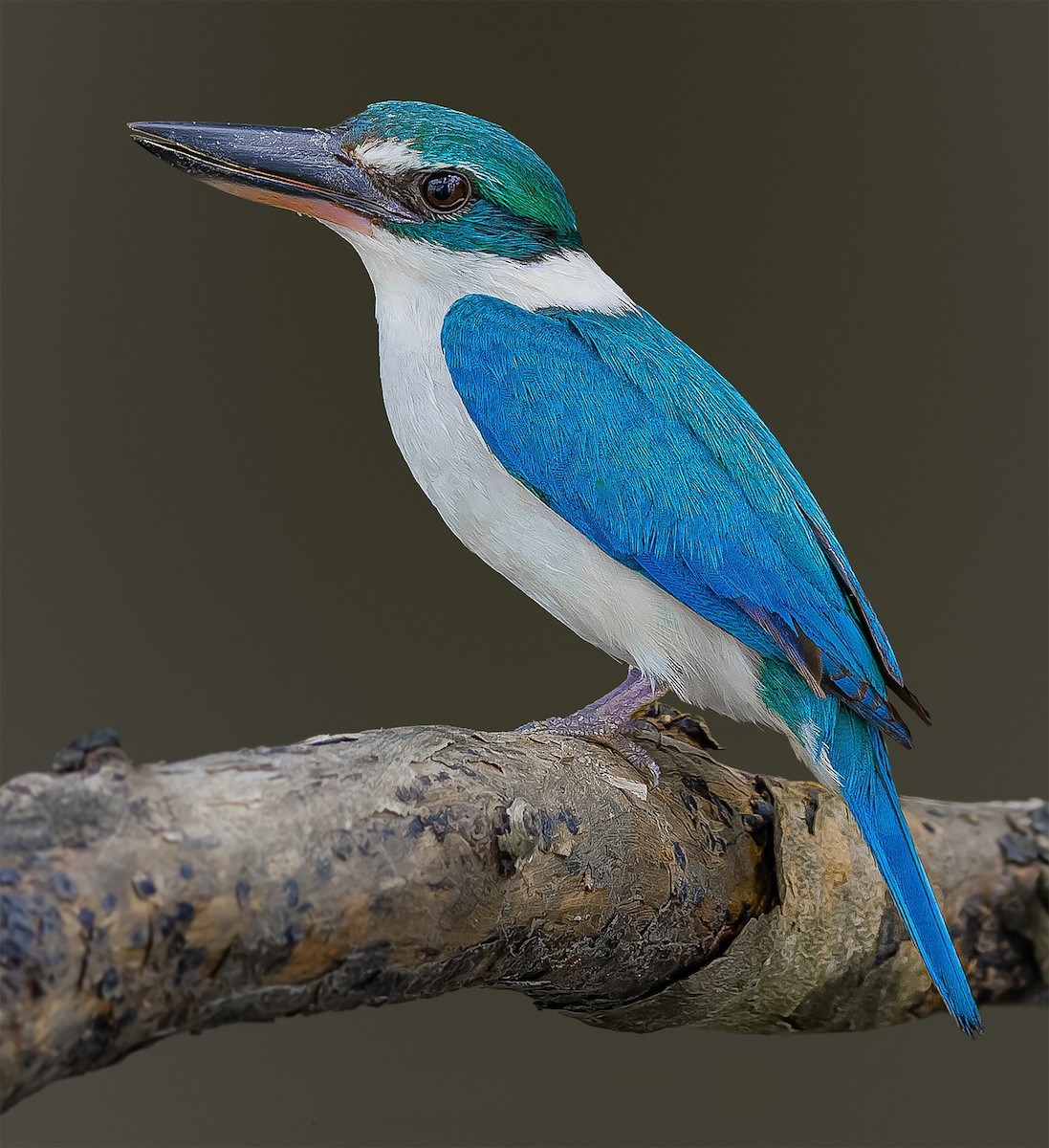 Collared Kingfisher - ML619389684