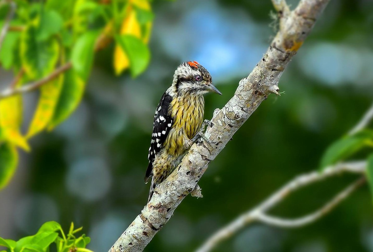 Gray-capped Pygmy Woodpecker - ML619389685