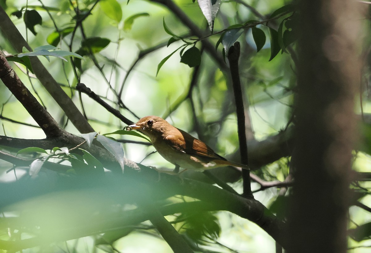 Brown-chested Jungle Flycatcher - ML619389705