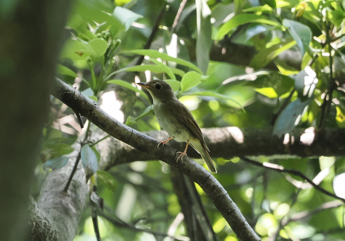 Brown-chested Jungle Flycatcher - ML619389706