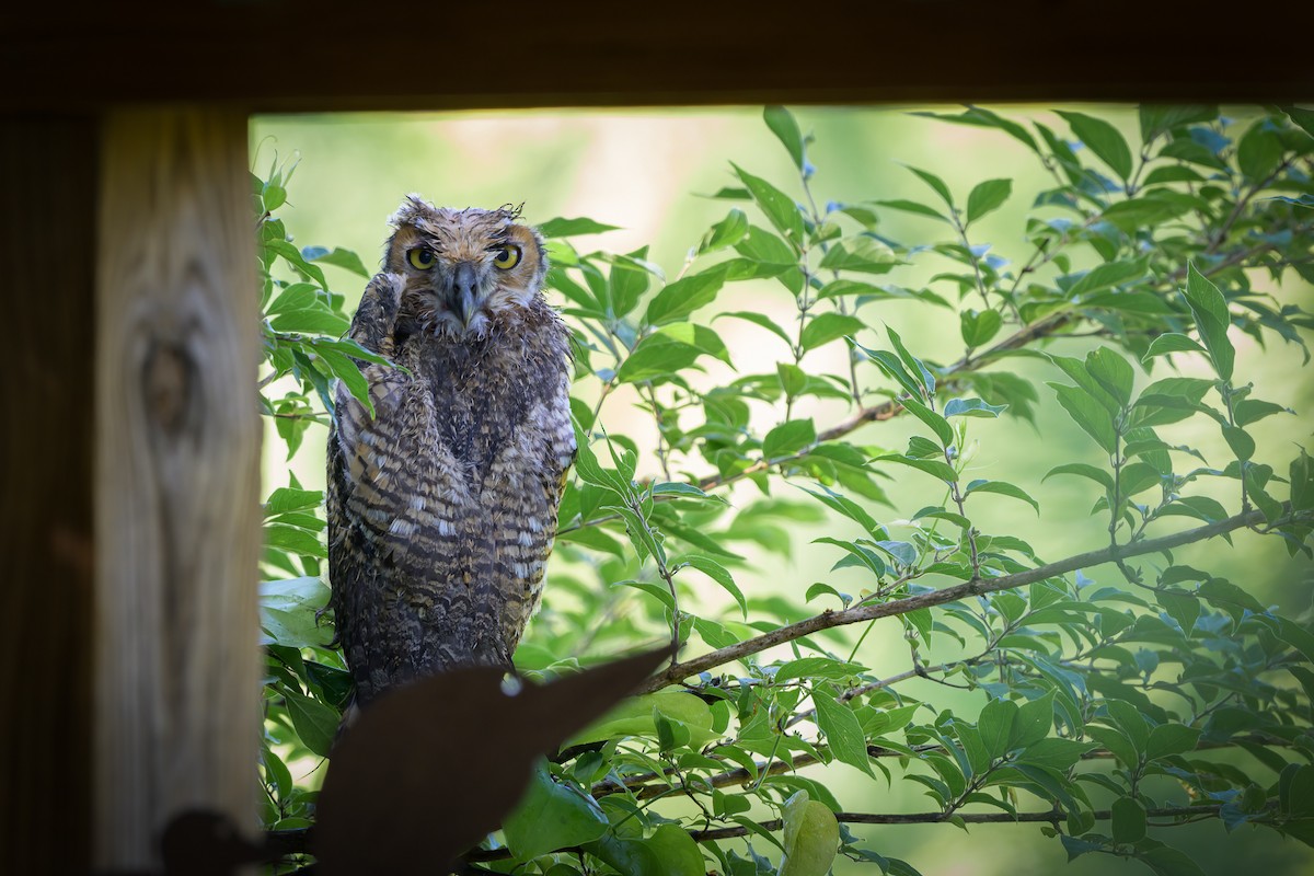 Great Horned Owl - ML619389715