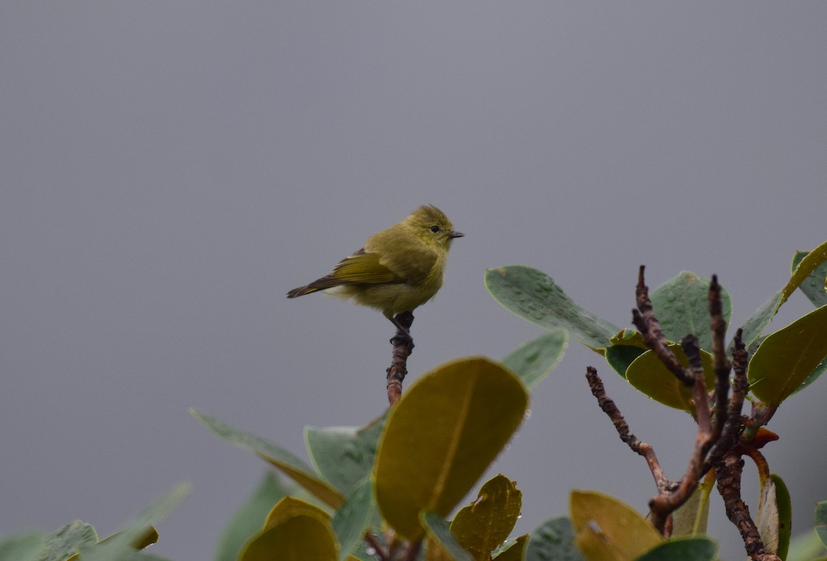 Yellow-browed Tit - ML619389720
