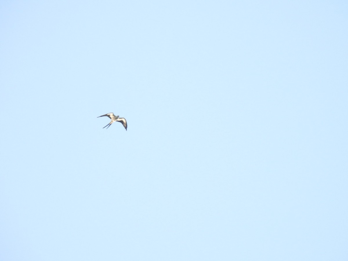 Swallow-tailed Kite - ML619389733