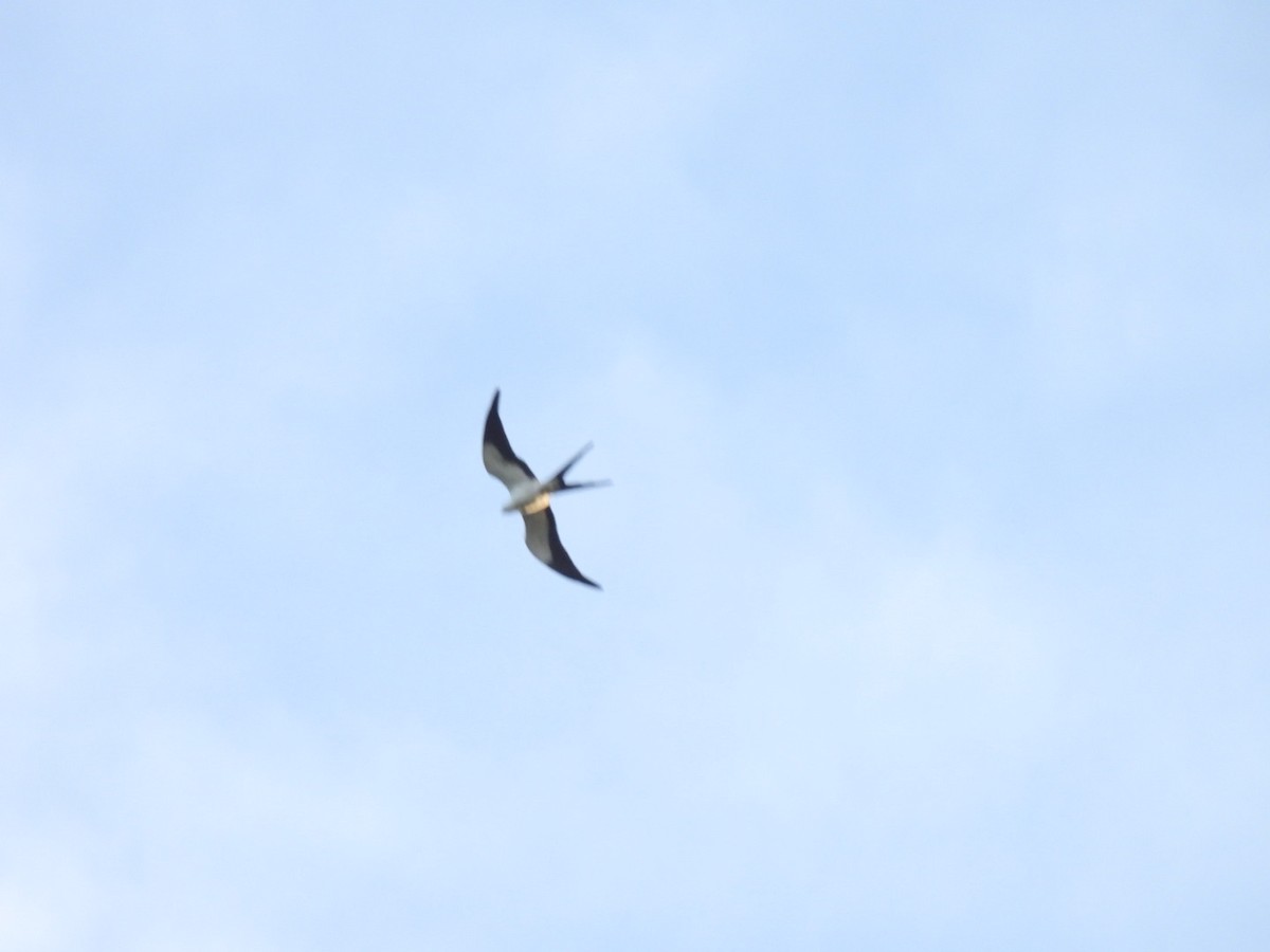 Swallow-tailed Kite - ML619389734