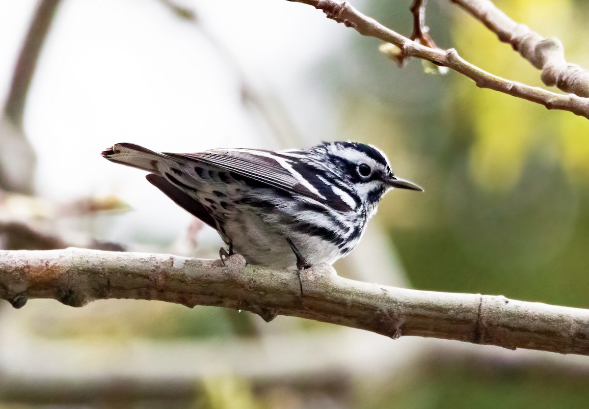 Black-and-white Warbler - ML619389782
