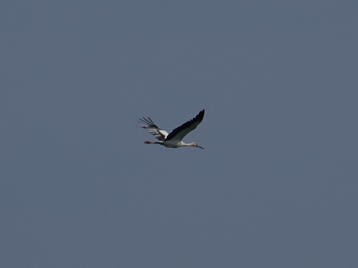 Oriental Stork - ML619389784