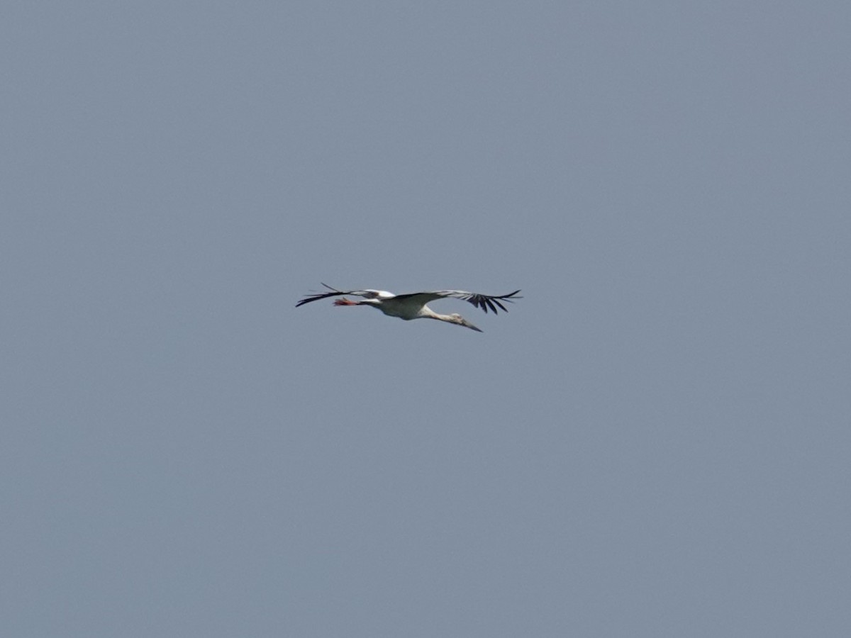 Oriental Stork - ML619389785