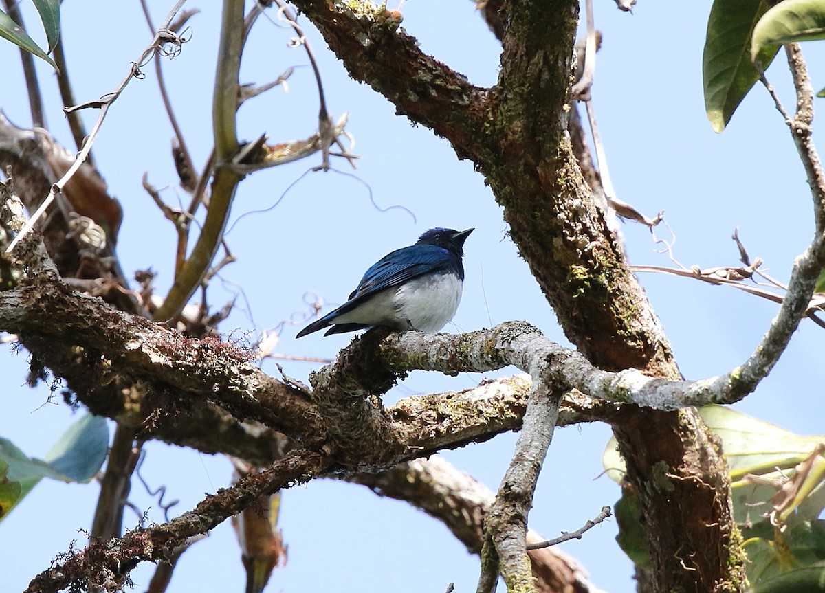 Blue-and-white Flycatcher - ML619389786