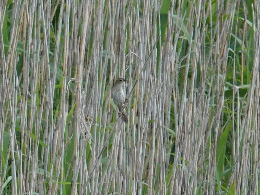 Marsh Grassbird - ML619389788