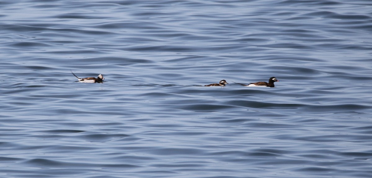 Long-tailed Duck - ML619389821