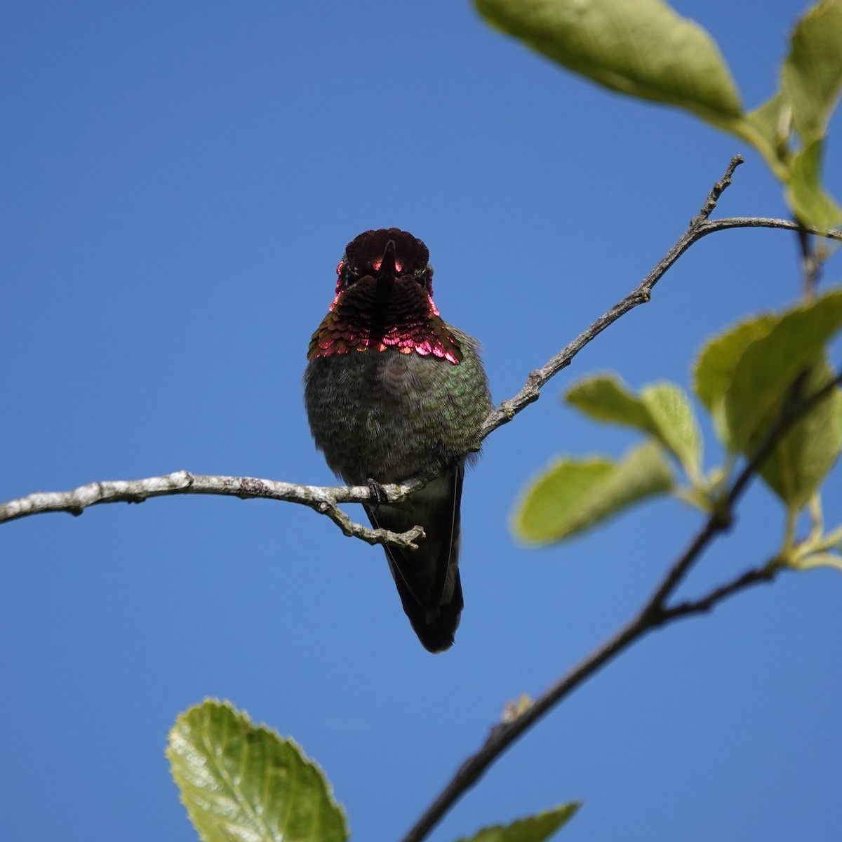 Anna's Hummingbird - ML619389844