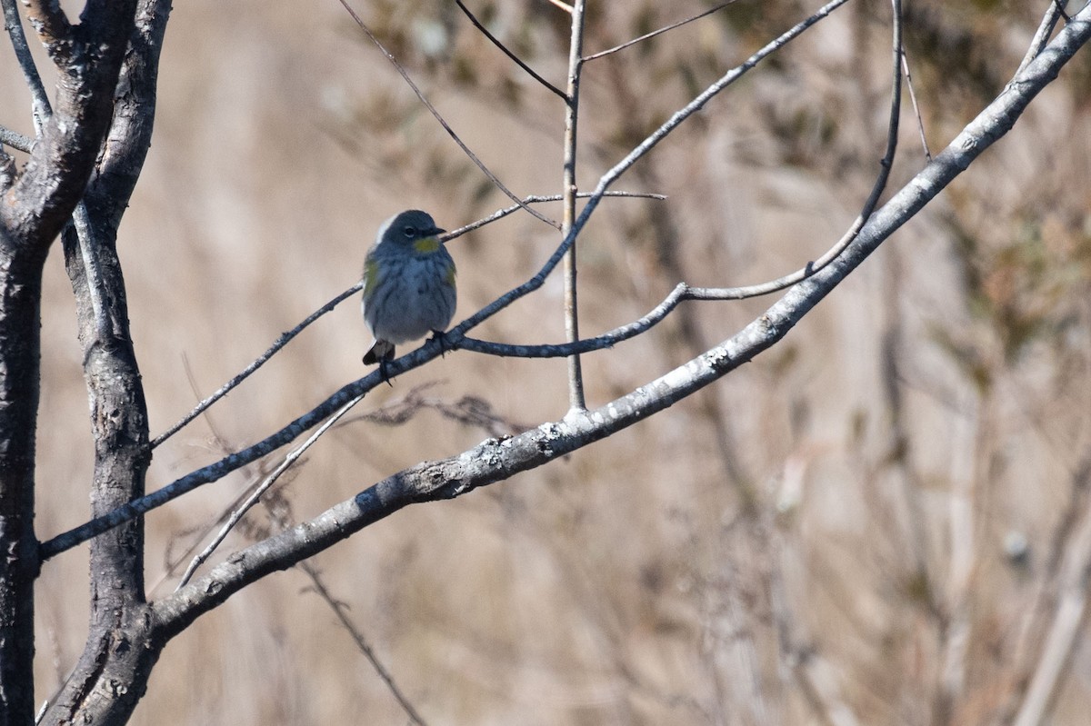 Yellow-rumped Warbler (Audubon's) - ML619389848