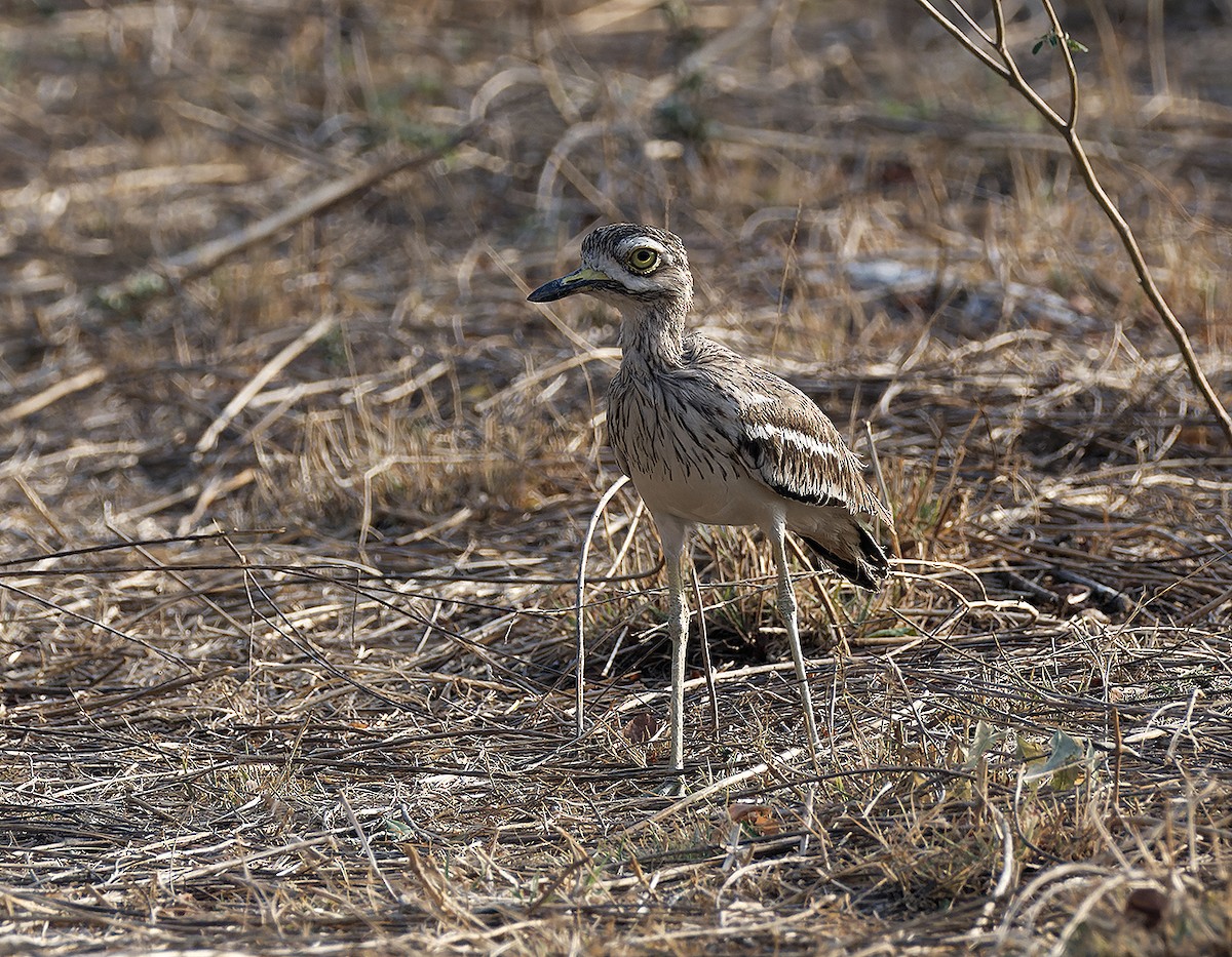 Indian Thick-knee - ML619389864