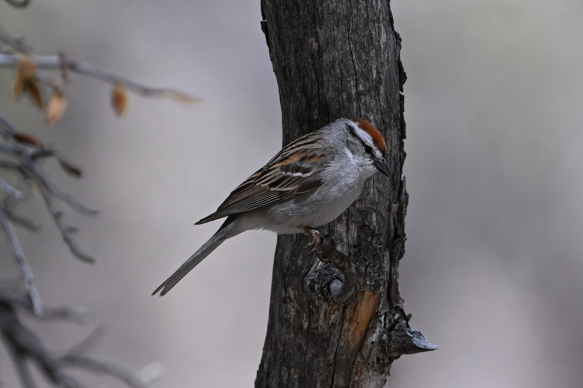 Chipping Sparrow - ML619389877