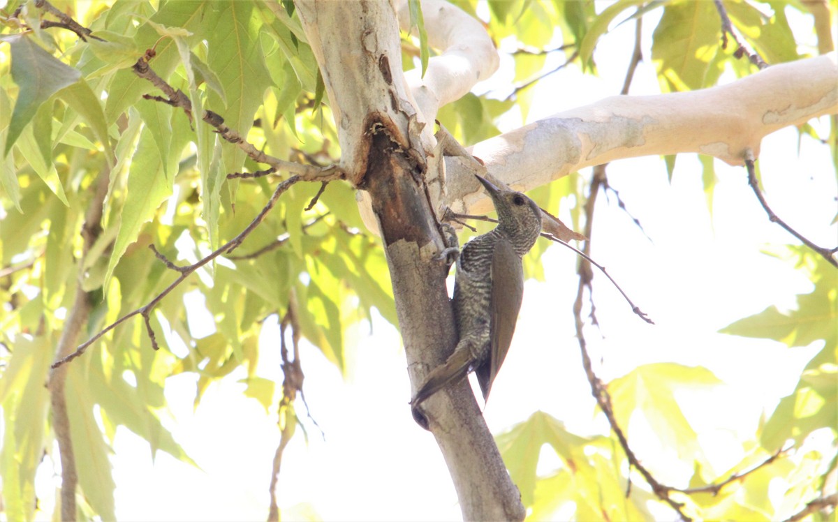 Gray-crowned Woodpecker - ML619389929
