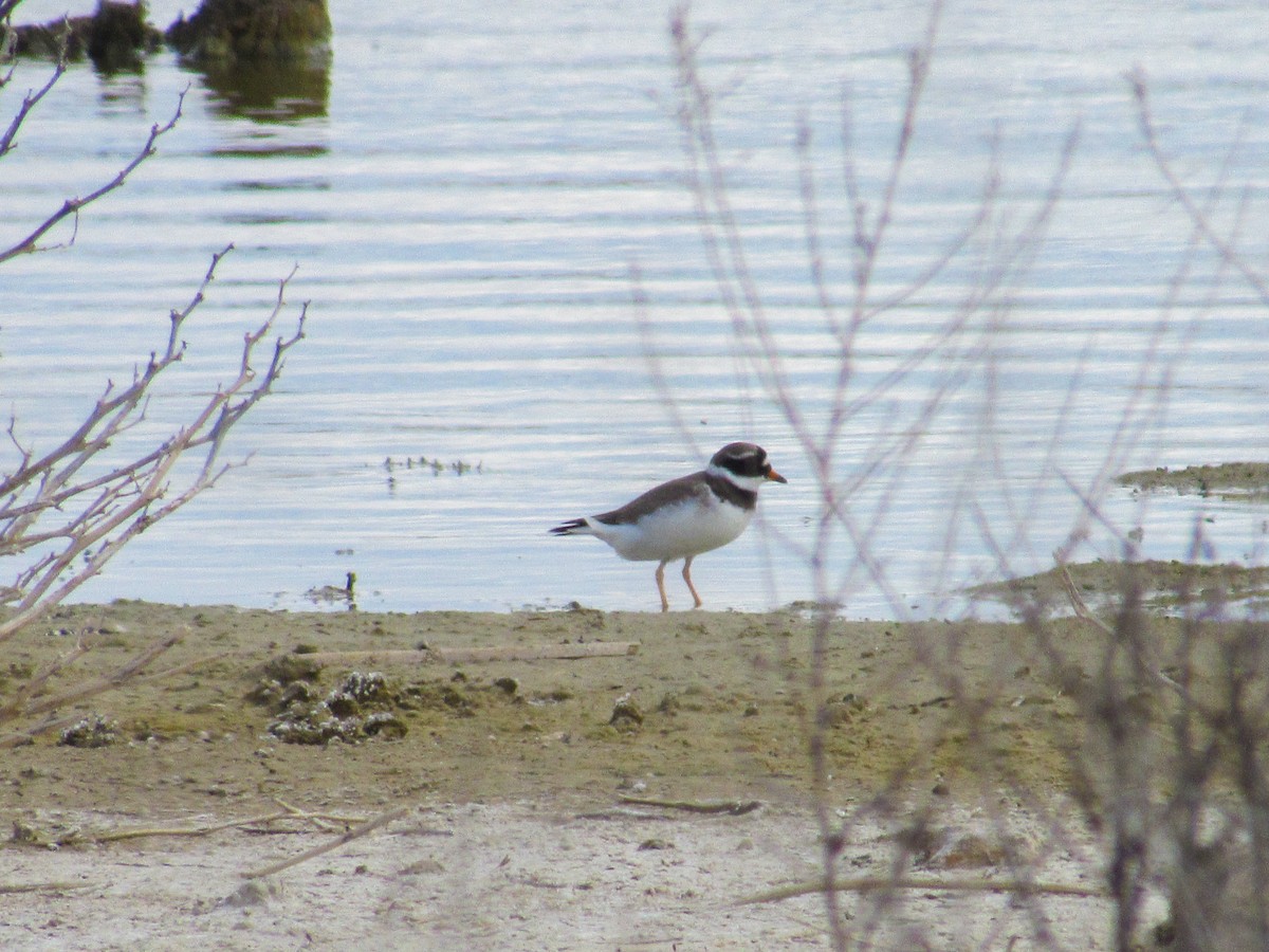 Common Ringed Plover - ML619389931
