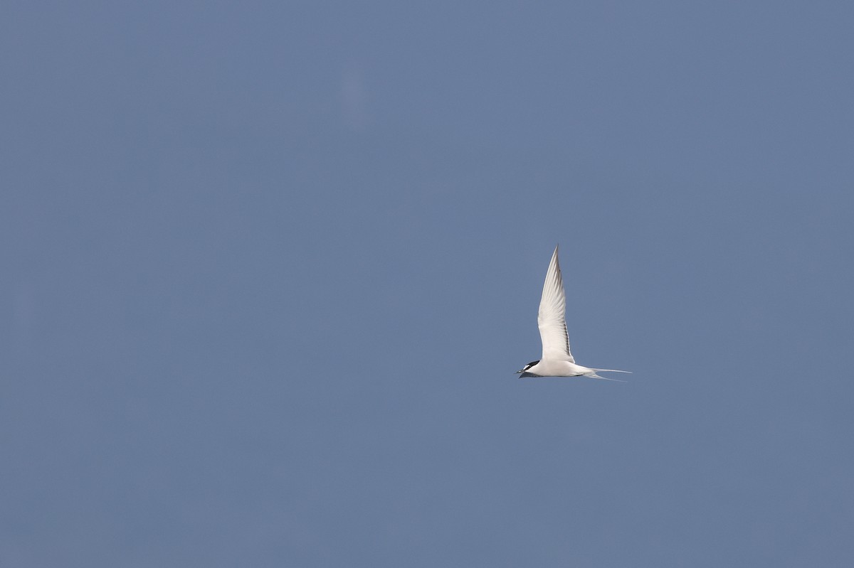 白腰燕鷗 - ML619389963
