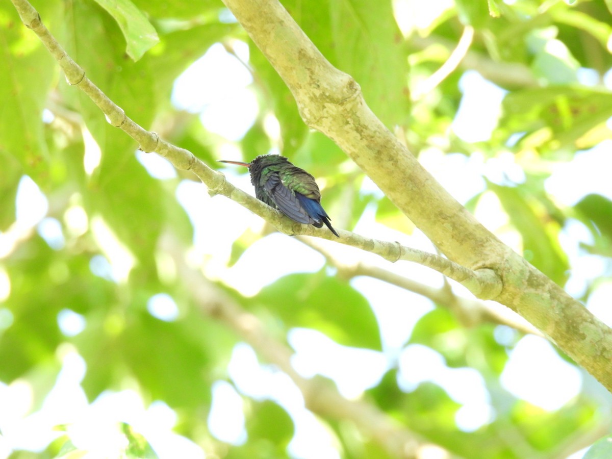 kolibřík měděnořitý - ML619389964