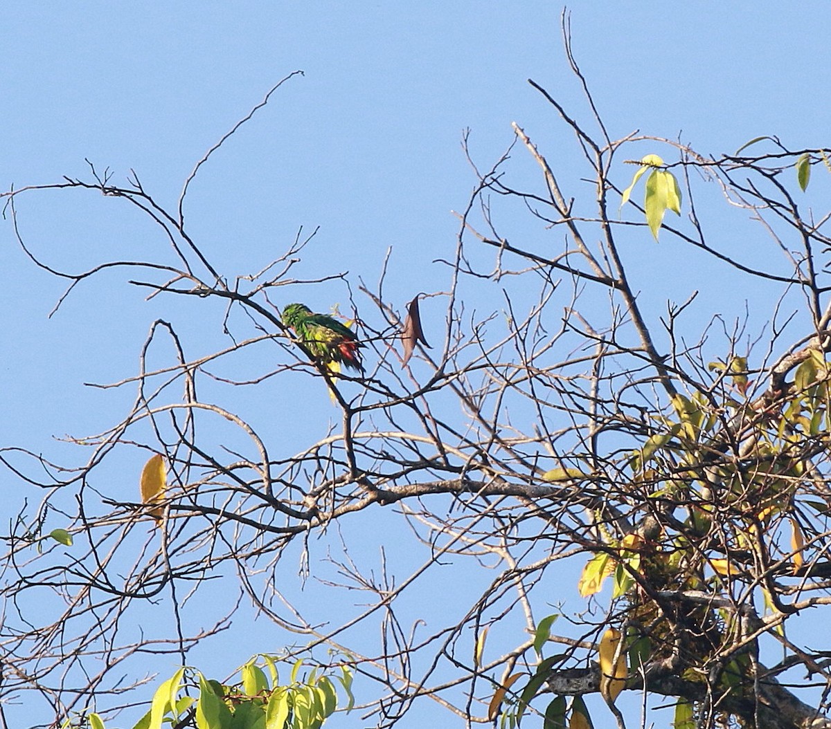Blue-crowned Hanging-Parrot - ML619389979