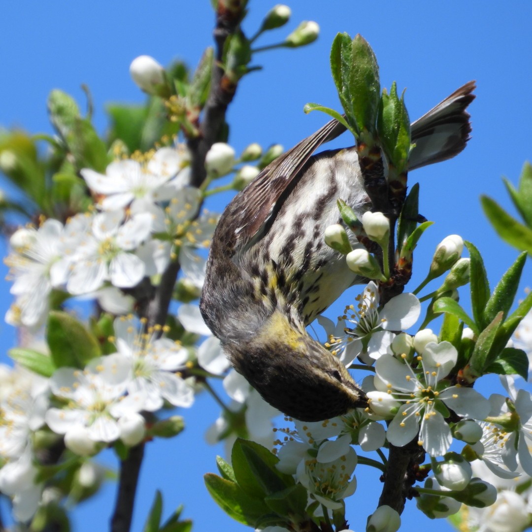 Cape May Warbler - ML619389984