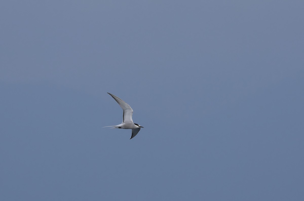 白腰燕鷗 - ML619389992