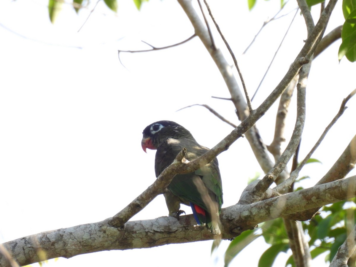Папуга-червоногуз зеленоголовий - ML619389993