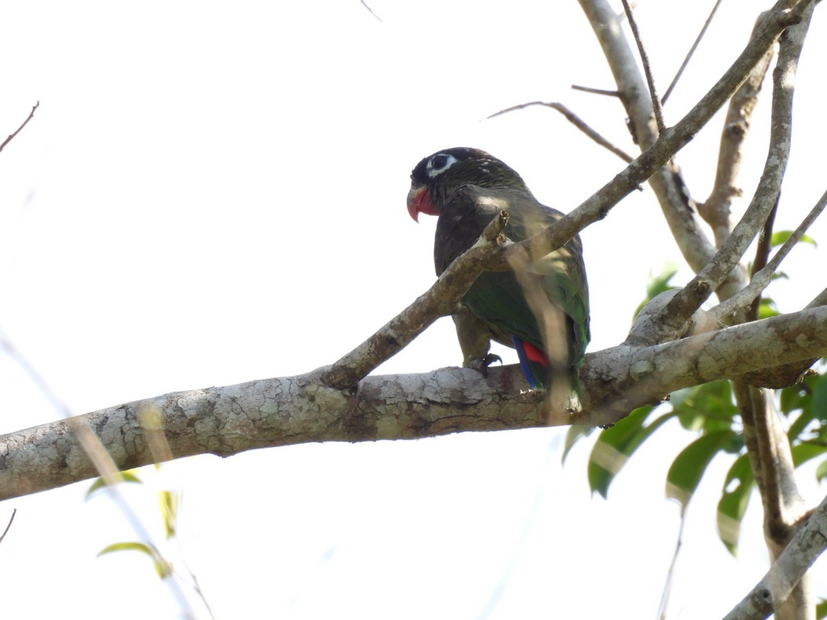 Папуга-червоногуз зеленоголовий - ML619389994