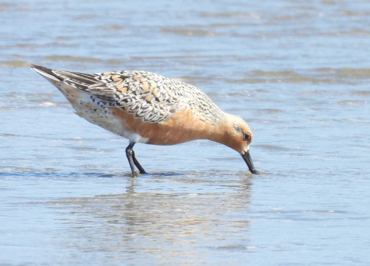 Red Knot - ML619390027