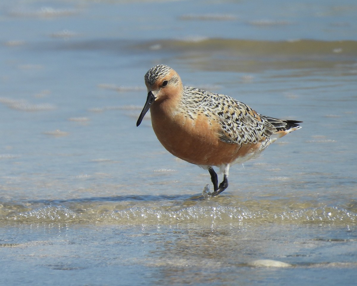 Red Knot - ML619390033