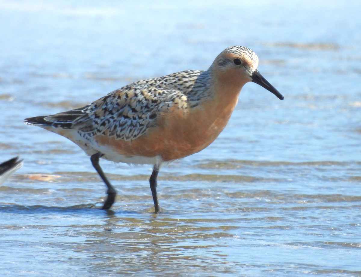 Red Knot - ML619390035