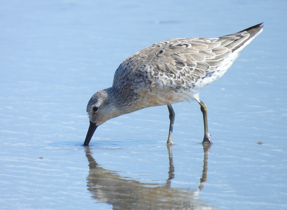 Red Knot - ML619390036