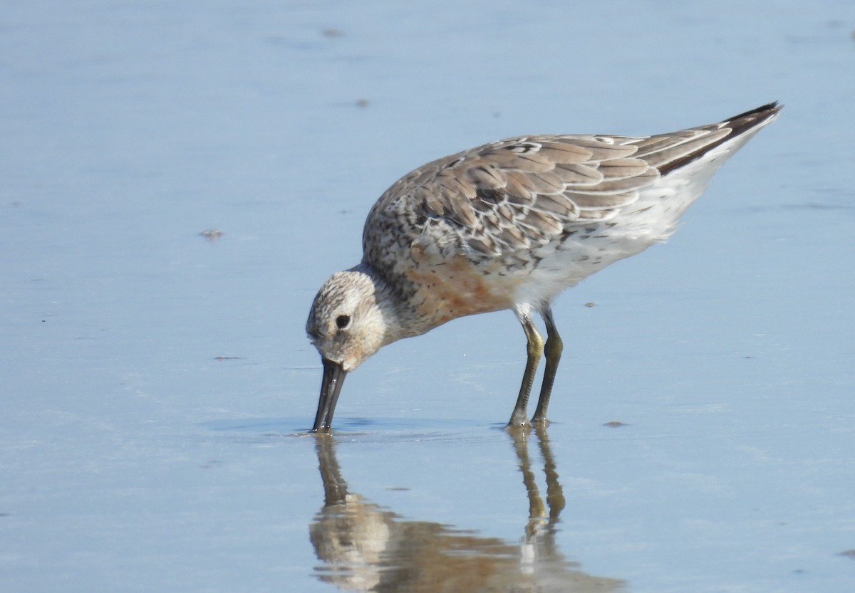 Red Knot - ML619390038